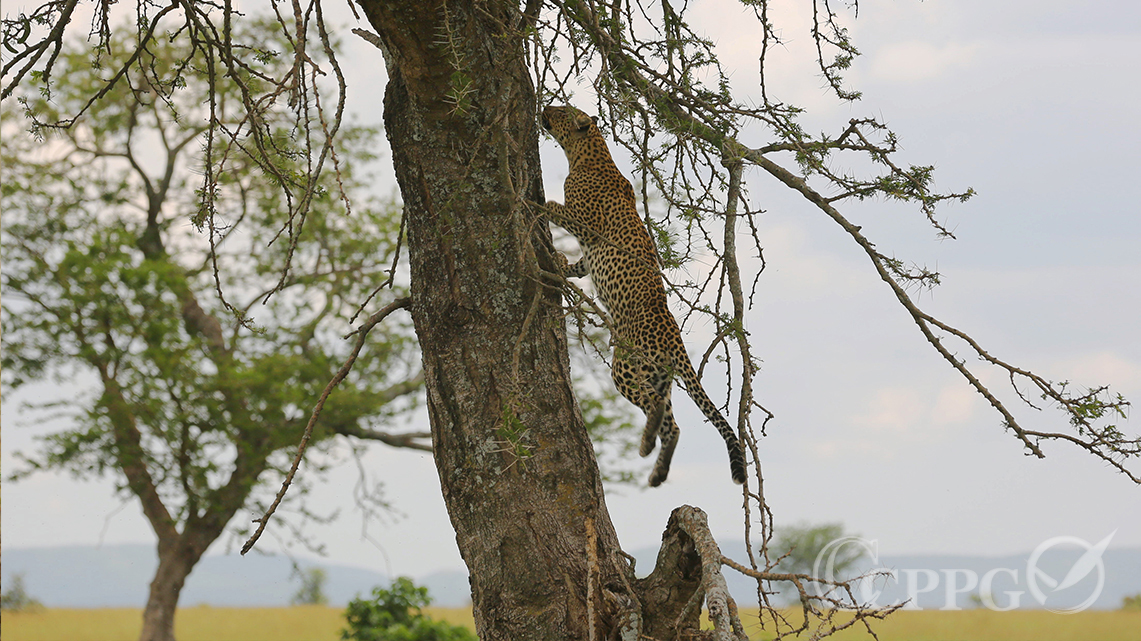 鱼跃爬树的母花豹