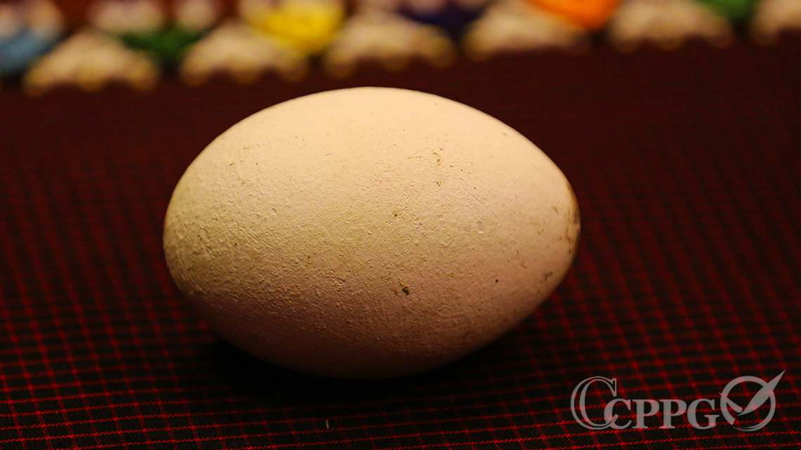 火烈鸟的卵