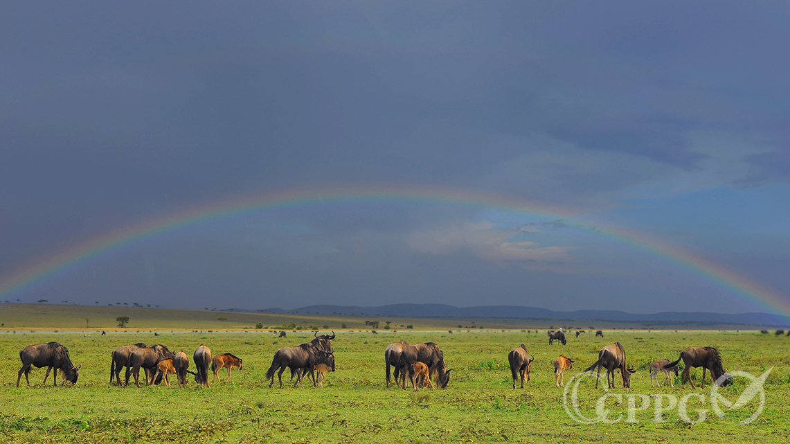 彩虹下吃草的角马
