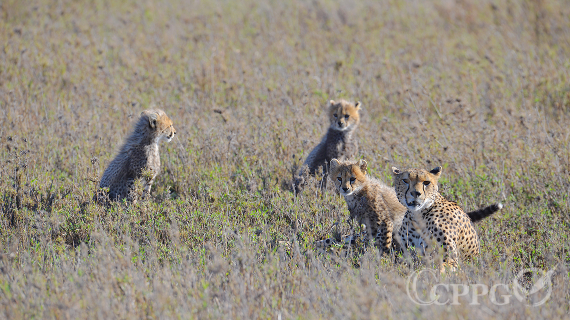 母猎豹和它的三个孩子