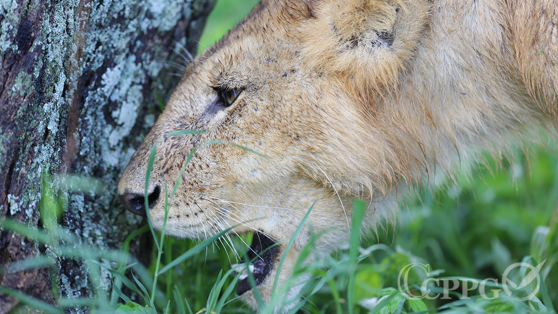 吃草的狮子2
