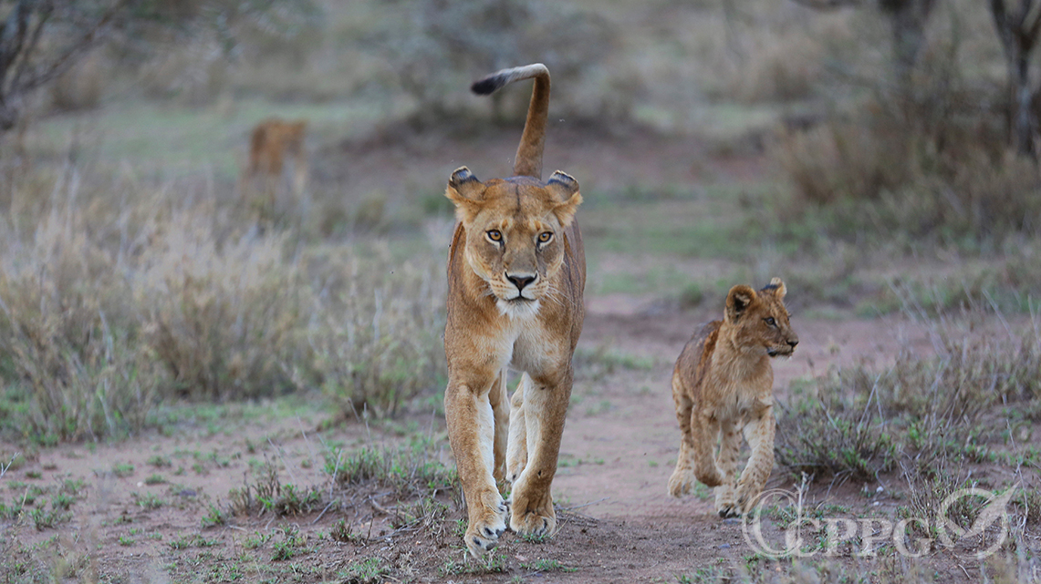 赛罗内拉狮群的雌狮和幼狮