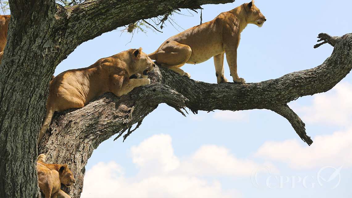 树上休息的狮子们4