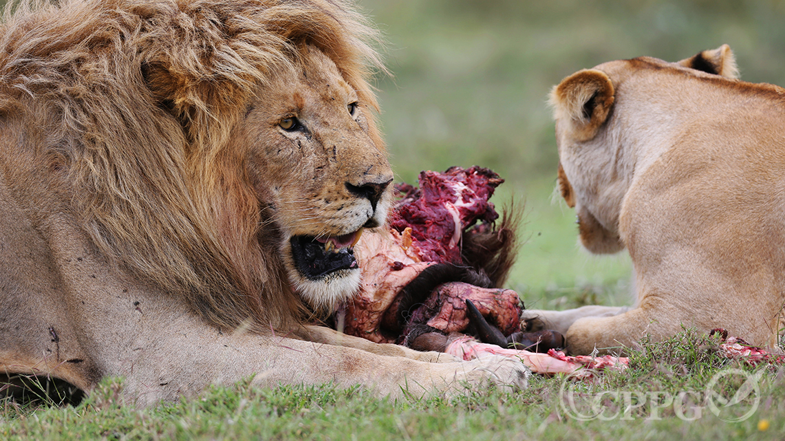狮子进食2
