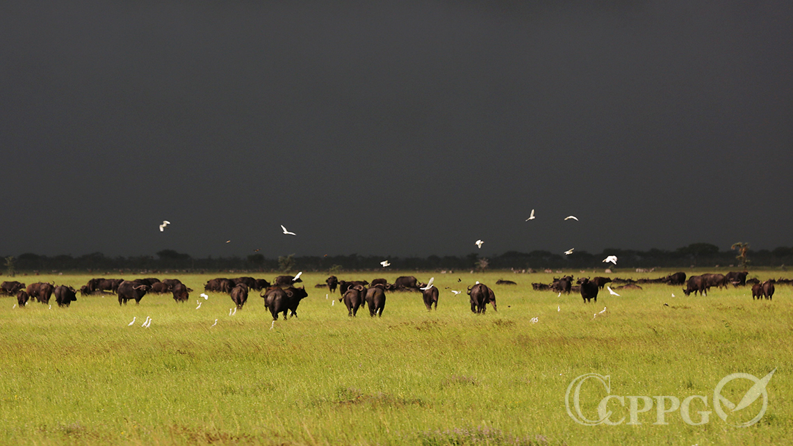 平原上吃草的水牛群