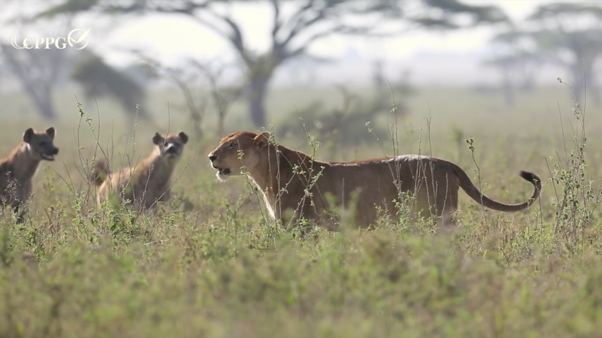 斑鬣狗打劫捕猎的雄狮