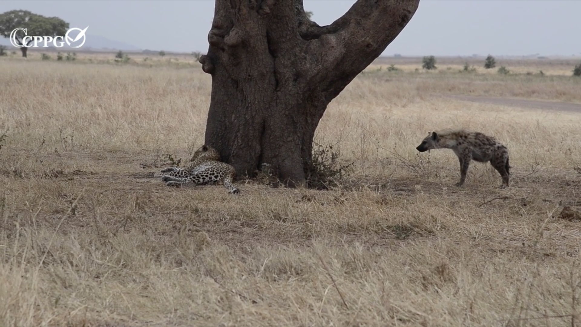 斑鬣狗骚扰花豹
