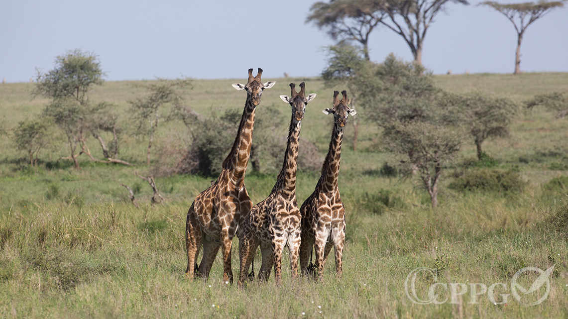 坦桑尼亚的国宝长颈鹿