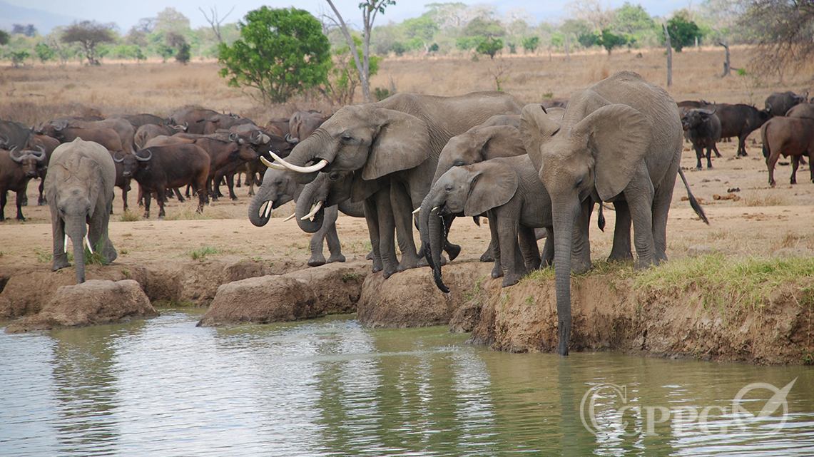 大象阻挡过河的角马
