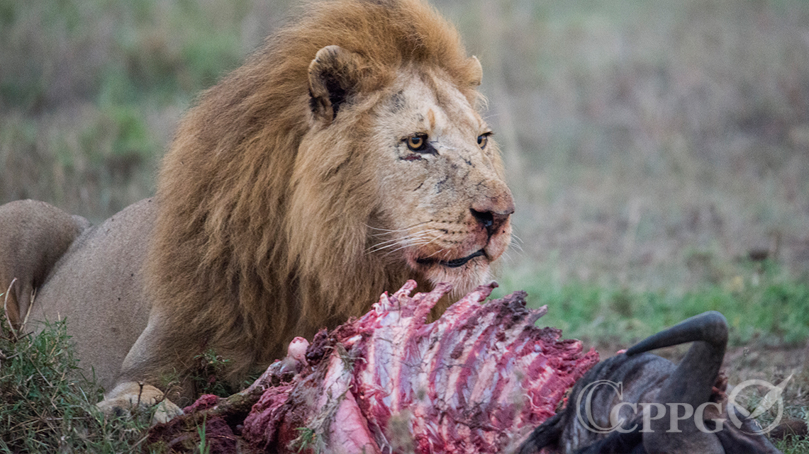 雄狮吃饭
